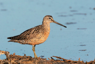 Long-billed Dowitcher, fall breeding plumage