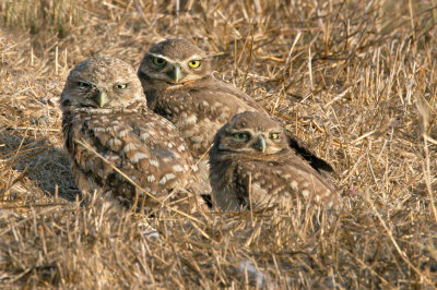 Burrowing Owls, adult with two juveniles