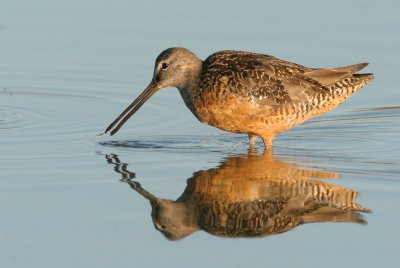 Long-billed Dowitcher, fall breeding plumage