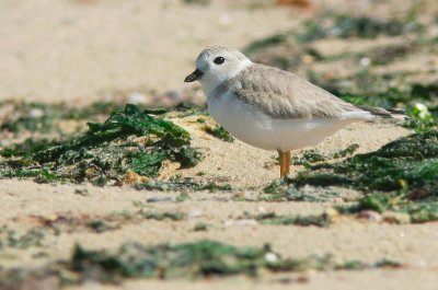 Piping Plover, juvenile