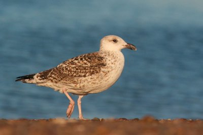 Great Black-backed Gull, first winter