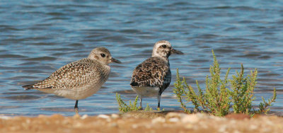 Black-bellied Plovers, juvenile and breeding plumage female