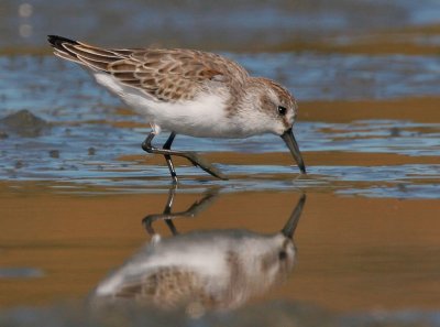 Western Sandpiper, juvenile