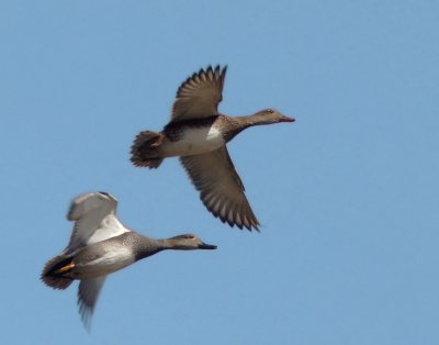 Gadwalls, pair flying