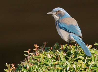 California Scrub-Jay