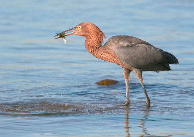 Reddish Egret