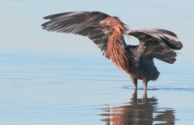 Reddish Egret