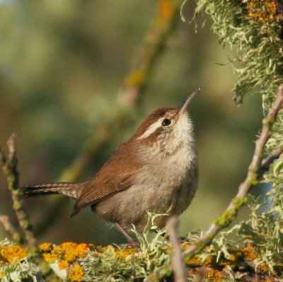 Bewick's Wrens