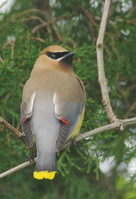 Cedar Waxwing