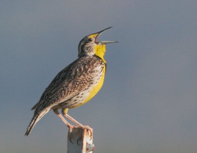 Western Meadowlark, singing male