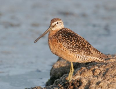 Long-billed (?) Dowitcher, fall breeding plumage