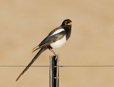 Yellow-billed Magpie