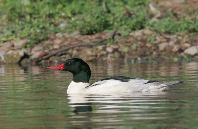 Common Mergansers