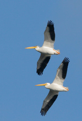 American White Pelicans