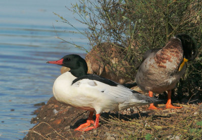 Common Merganser, male