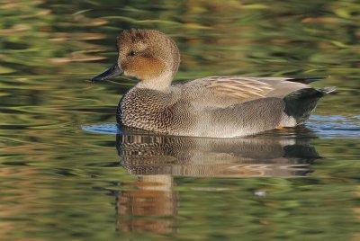 Gadwall, male