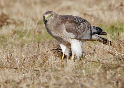 Northern Harrier, male