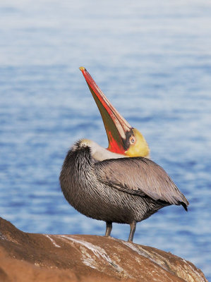 Brown Pelican