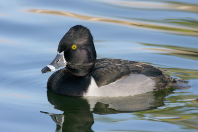 Ring-necked Ducks