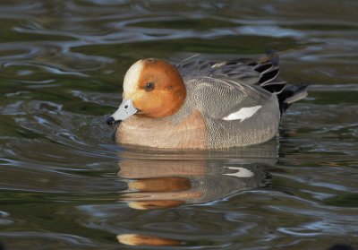 Eurasian Wigeon, male