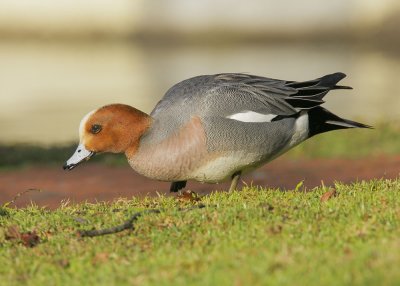 Eurasian Wigeon, male