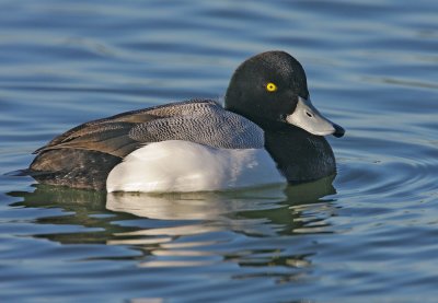 Greater Scaup, male