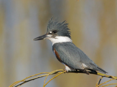 Belted Kingfisher, female