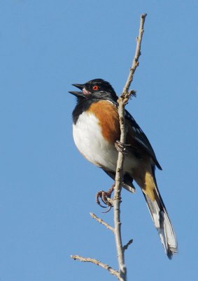 Spotted Towhee