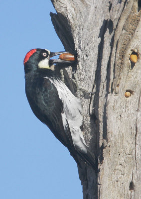 Acorn Woodpecker, female, with acorn