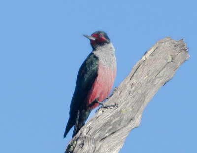 Lewis's Woodpecker