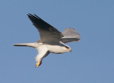 White-tailed Kite, display flight