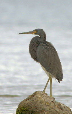 Tricolored Heron