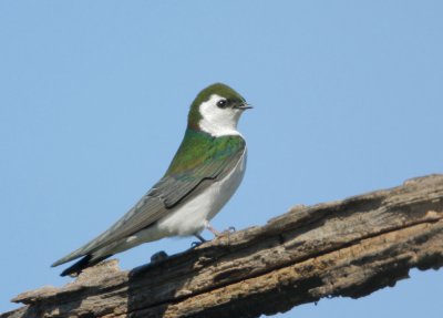 Violet-green Swallow
