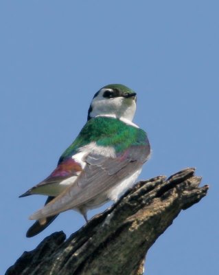 Violet-green Swallow