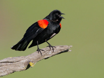 Red-winged Blackbird, bicolored male