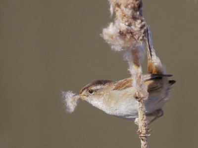 Marsh Wren, gathering nesting material