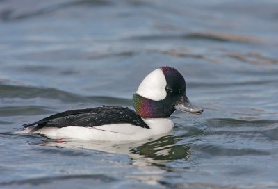 Bufflehead, male