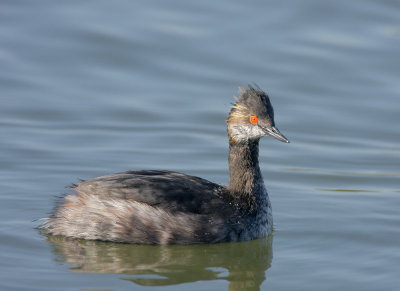 Eared Grebe, molting