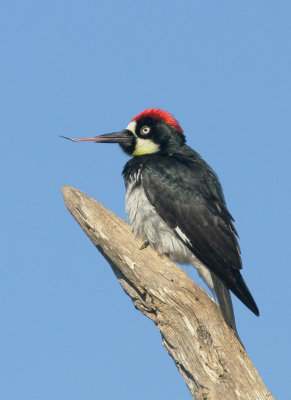 Acorn Woodpecker, male, showing tongue