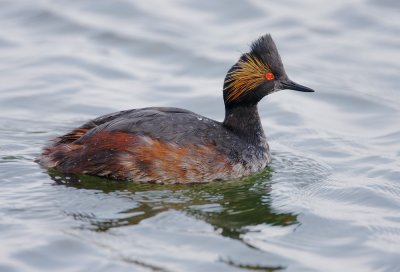 Eared Grebe, mostly molted