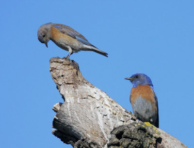 Western Bluebirds, pair