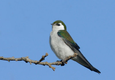 Violet-green Swallow