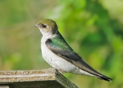 Violet-green Swallow, female