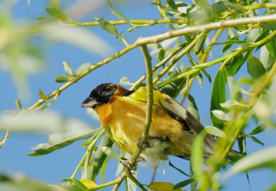 Black-headed Grosbeak, male