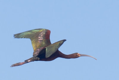 White-faced Ibis