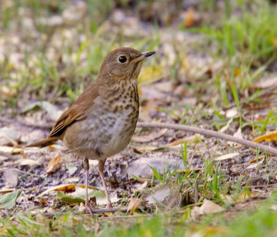 Hermit Thrush