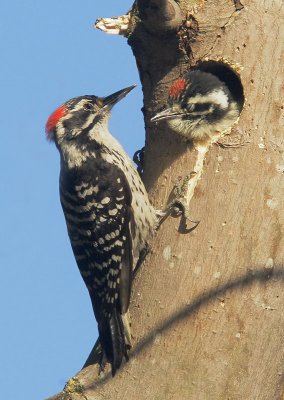 Nuttall's Woodpeckers, male feeding nestling