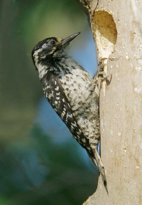 Nuttall's Woodpecker, female at nest