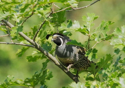 California Quail, male