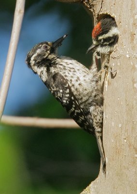 Nuttall's Woodpeckers, female feeding nestling